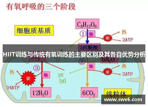 HIIT训练与传统有氧训练的主要区别及其各自优势分析